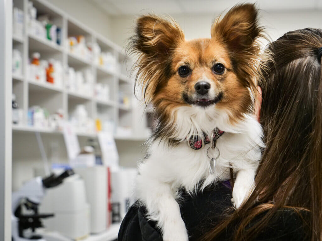Dog receiving care at PawDoc Urgent Care Pet ClinicQ