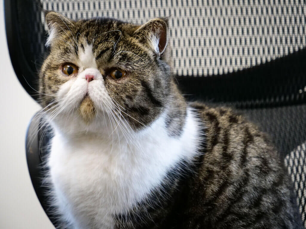 Cat at PawDoc Urgent Care Receiving Veterinarian Care