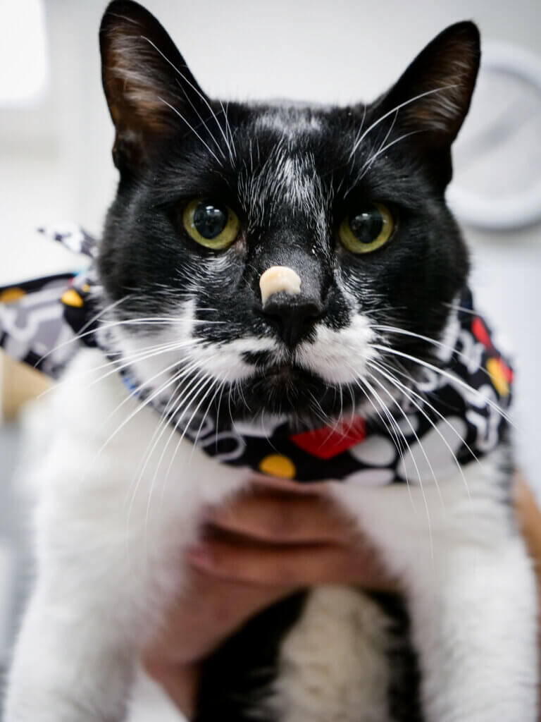 Cat at PawDoc Urgent Care Receiving Veterinarian Care