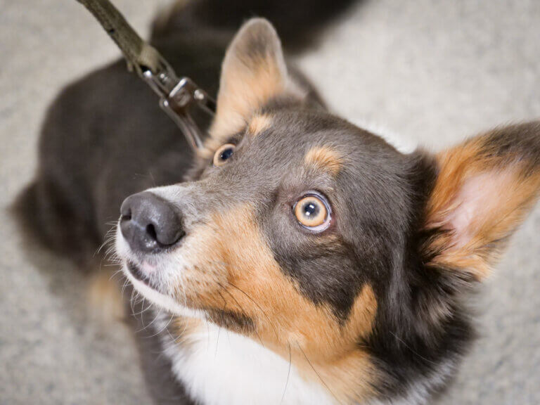 Dog at PawDoc Urgent Care Receiving Veterinarian Care