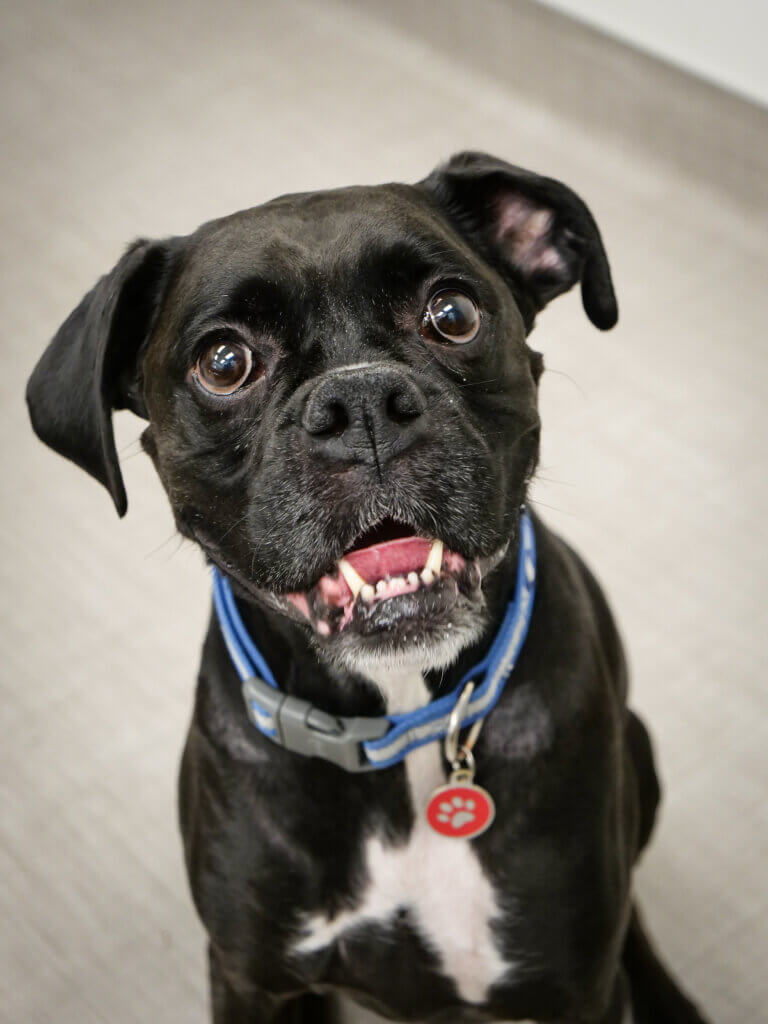 Dog at PawDoc Urgent Care Receiving Veterinarian Care