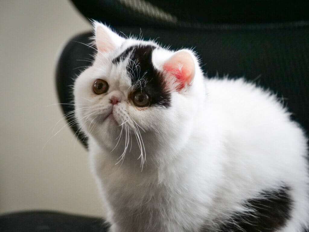 Cat receiving care at PawDoc Urgent Care Pet Clinic